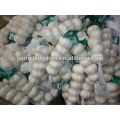 5.5cm 250g super white garlic in carton